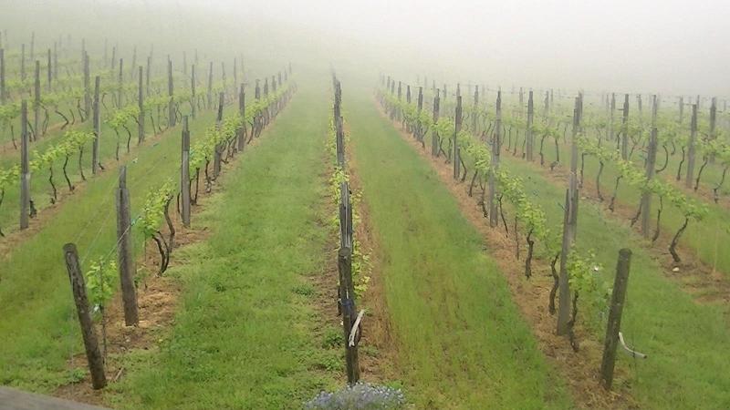 The April Freeze That Rewrote the 2026 Vintage: Virginia and Maryland’s Grape Losses
