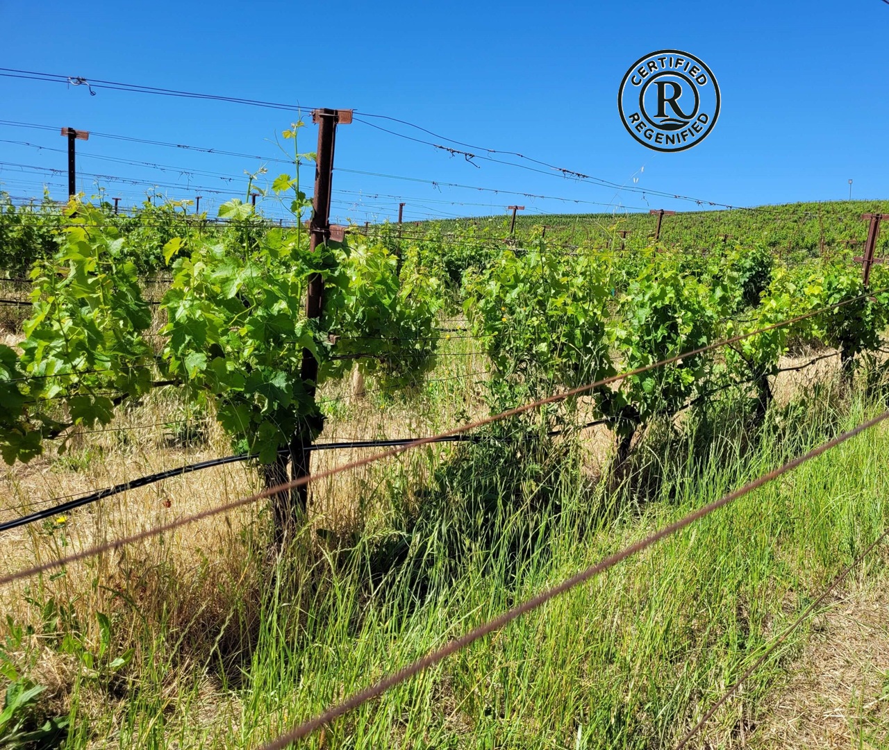 Understanding Certified Regenified™ Through Ashton Creek Vineyard